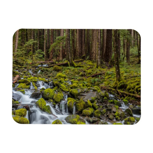 Olympic National Park, delstaten Washington Magnet (Horisontell)