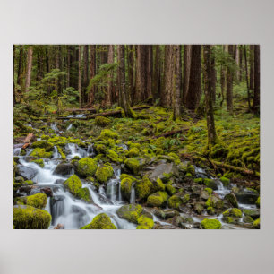 Olympic National Park, delstaten Washington Poster