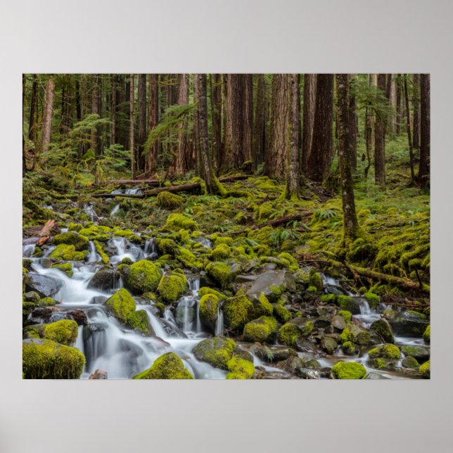 Olympic National Park, delstaten Washington Poster (Framsidan)