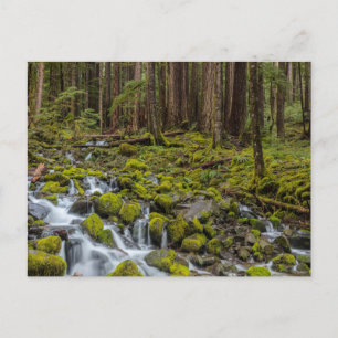 Olympic National Park, delstaten Washington Vykort