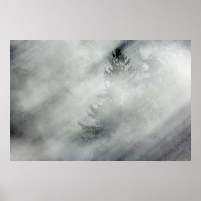 Olympic National Park | Hoh River Valley Poster (Framsidan)
