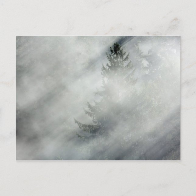 Olympic National Park | Hoh River Valley Vykort (Framsida)