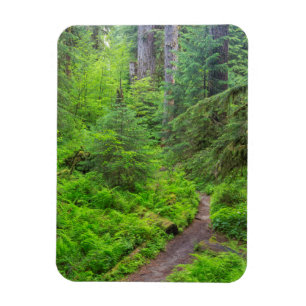 Olympic National Park, Skogstig Magnet