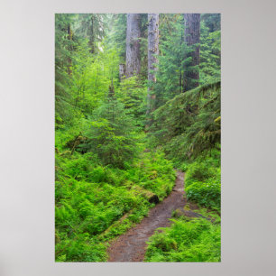 Olympic National Park, Skogstig Poster