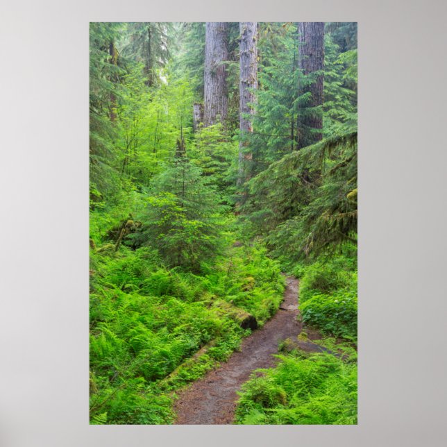 Olympic National Park, Skogstig Poster (Framsidan)