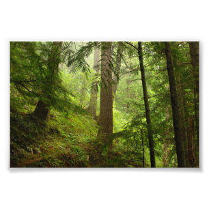 Olympic National Park Washington Rainforest Photo Fototryck