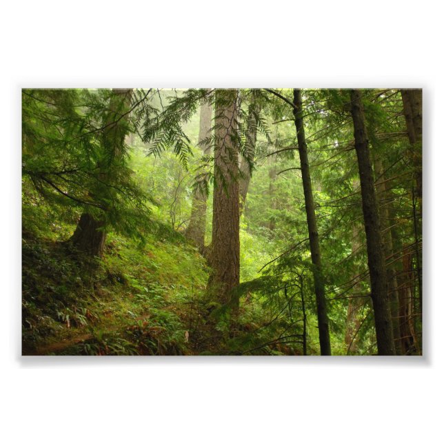 Olympic National Park Washington Rainforest Photo Fototryck (Framsidan)