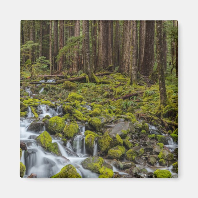Olympic National Park, Washington State Magnet (Framsidan)