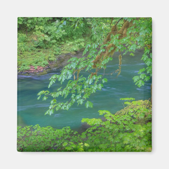 Olympic National Park Washington State Magnet (Framsidan)
