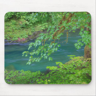 Olympic National Park Washington State Musmatta