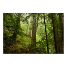 Olympic Rainforest Evergeens och Mist Photo