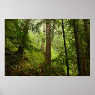Olympic Rainforest Evergeens och Mist Photo Poster