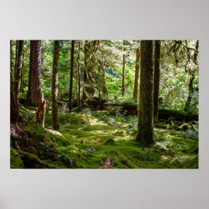 Olympisk Peninsula Rainforest Poster