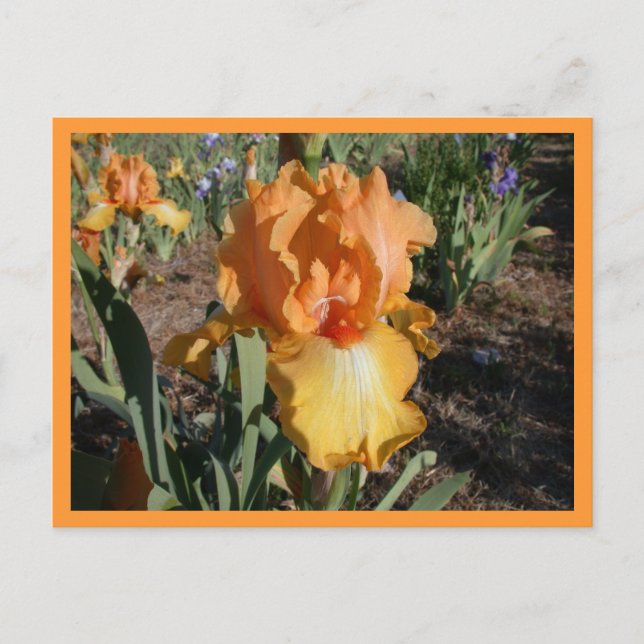 Olympisk utmaning vykort (Framsida)