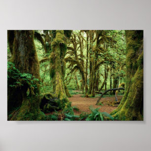 Olympiska nationalparken, WA 2 Poster
