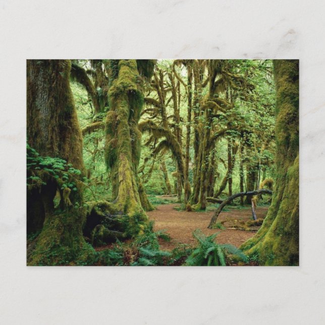 Olympiska nationalparken, WA 2 Vykort (Framsida)