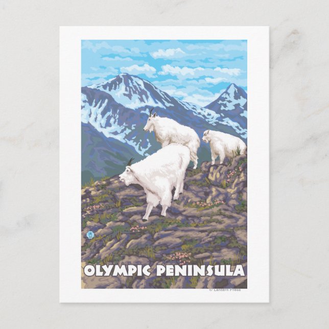 Olympiska Peninsulan, WashingtonMountain Goats Vykort (Framsida)