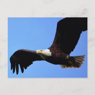 Om Eagle Vingar Vykort