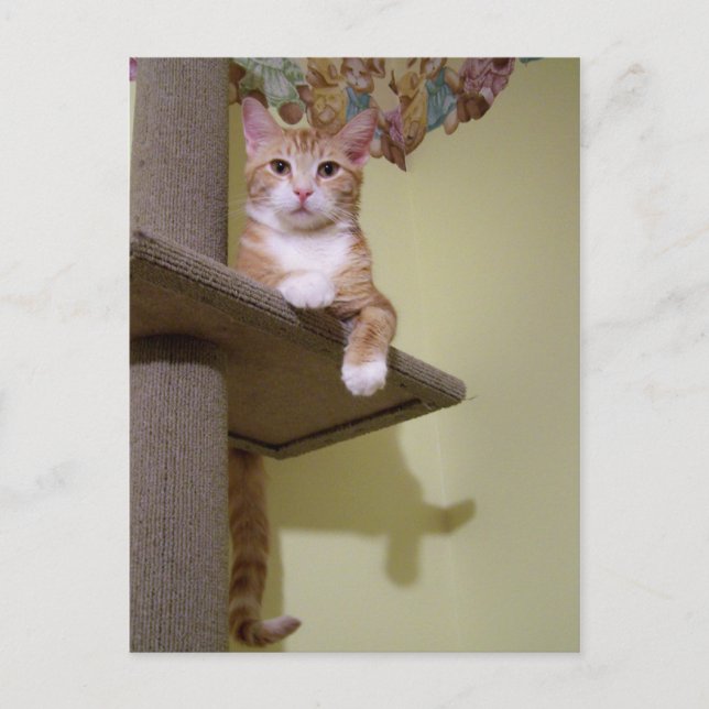 om katt träd vykort (Framsida)