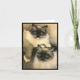 Om katter kunde prata kort