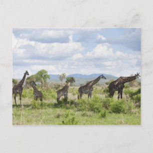 om safari i Mikumi nationalpark i Tanzania, 2 Vykort