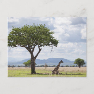 om safari i Mikumi nationalpark i Tanzania, Vykort