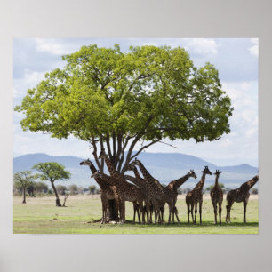 Om Safari   Mikumi nationalpark, Tanzania Poster