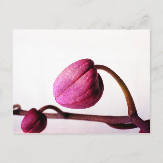 Om till Bloom Vykort (Framsida)