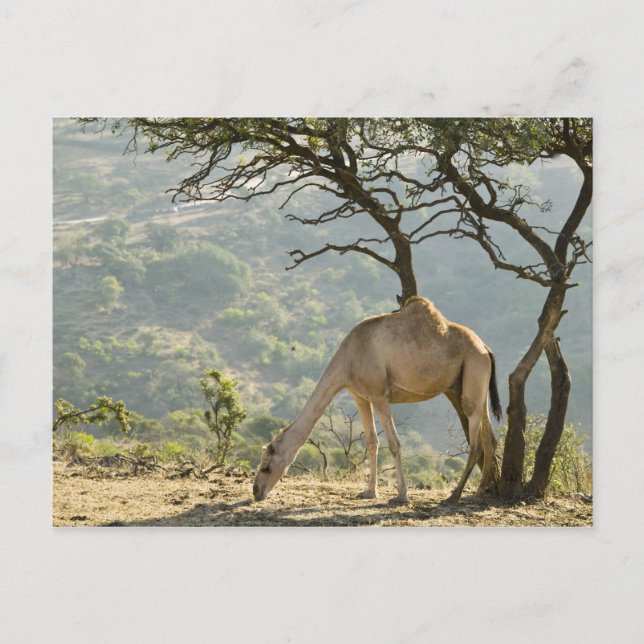 Oman, Dhofar-regionen, Salalah. Camel Vykort (Framsida)