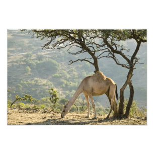 Oman, Dhofar-regionen, Salalah. Kamel Fototryck