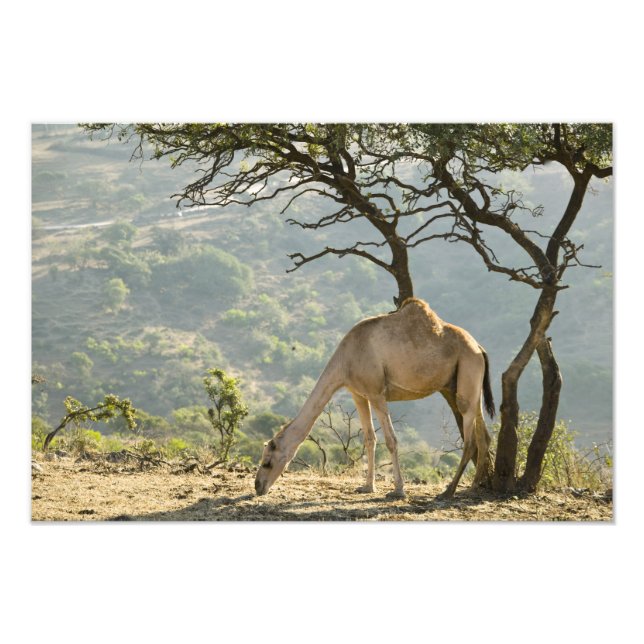 Oman, Dhofar-regionen, Salalah. Kamel Fototryck (Framsidan)