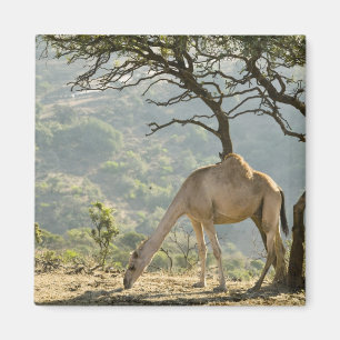 Oman, Dhofar-regionen, Salalah. Kamel Magnet