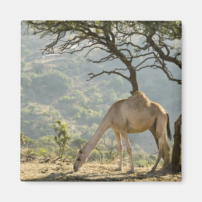 Oman, Dhofar-regionen, Salalah. Kamel Magnet (Framsidan)