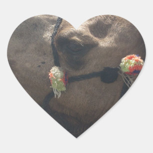 Oman Muscat Camel Photo Art Skriv ut Hjärtformat Klistermärke