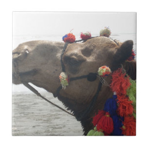 Oman Muscat Camel Photo Art Skriv ut Kakelplatta
