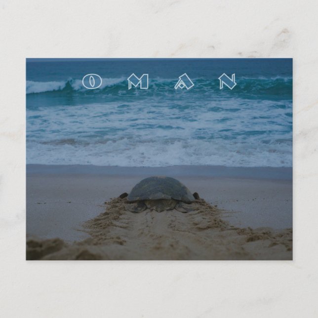 Oman sköldpadda vykort (Framsida)