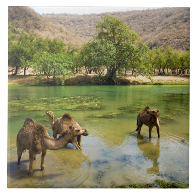 Oman, Wadi darbat Kakelplatta (Framsidan)