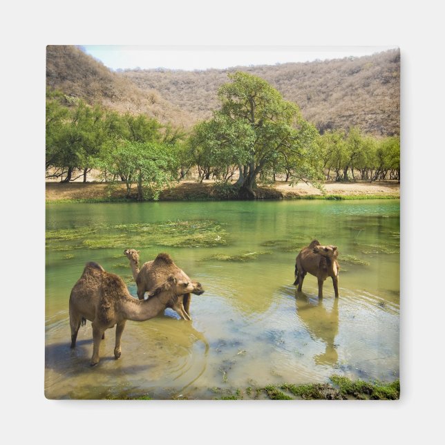 Oman, Wadi darbat Magnet (Framsidan)