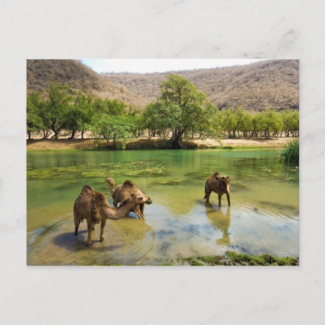 Oman, Wadi darbat Vykort (Framsida)