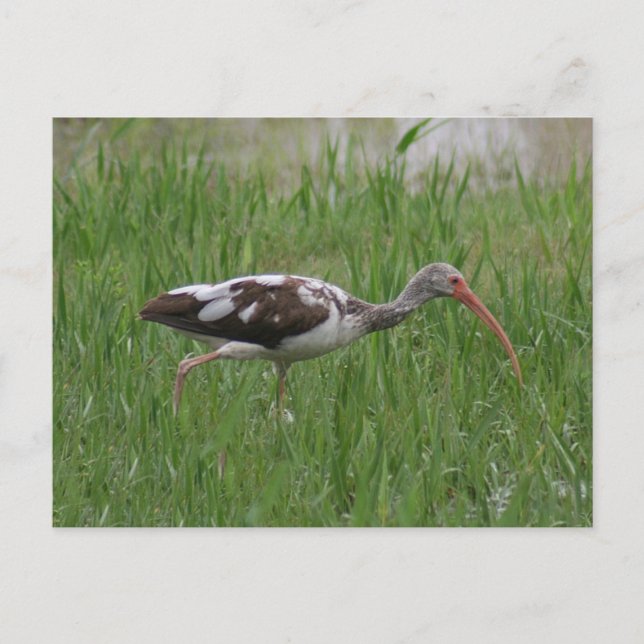 Omatat Ibis-vykort för foto Vykort (Framsida)