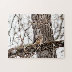 Omatlig Peregrine Falcon Pussel