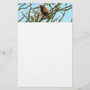 Omatogen rödspårad Hawk i Ocotillo Bush Brevpapper