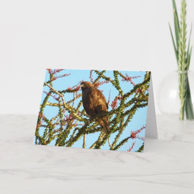 Omatogen rödspårad Hawk i Ocotillo Bush Kort (Framsida)