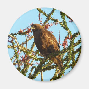 Omatogen rödspårad Hawk i Ocotillo Bush Magnet