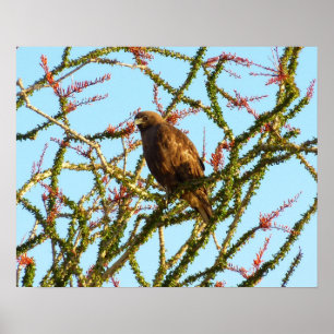 Omatogen rödspårad Hawk i Ocotillo Bush Poster
