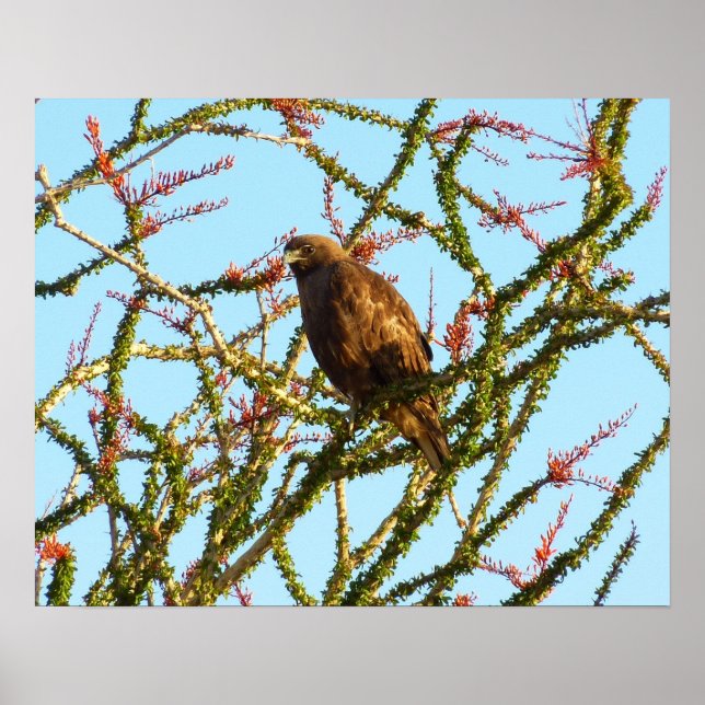 Omatogen rödspårad Hawk i Ocotillo Bush Poster (Framsidan)