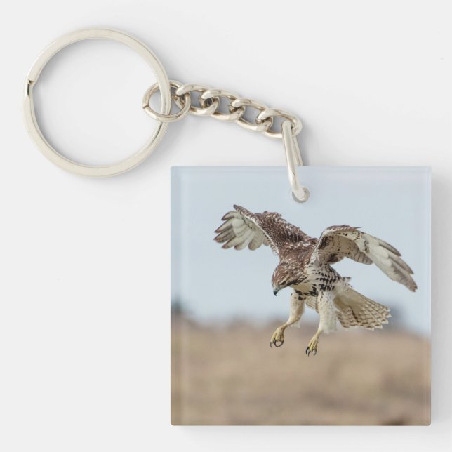 Omatrigen röd tail Hawk Hovering (Framsidan)