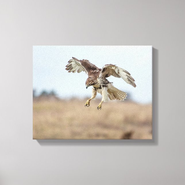 Omatrigen röd tail Hawk Hovering Canvastryck (Framsida)