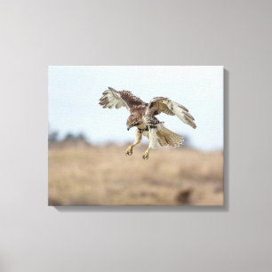 Omatrigen röd tail Hawk Hovering Canvastryck