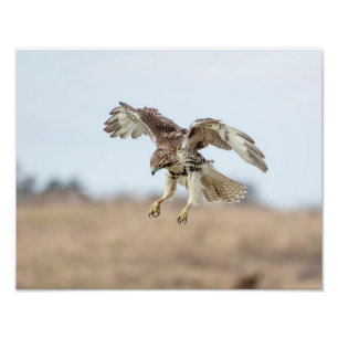 Omatrigen röd tail Hawk Hovering Fototryck